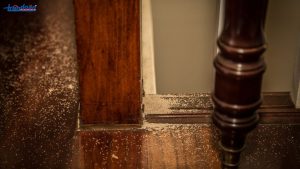 Sàn gỗ công nghiệp có bị mối mọt không?